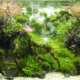 aquariophile Calyamauta