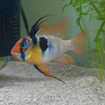 aquariophile Jerome-aqua77