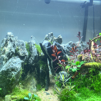 aquariophile Geraldo56