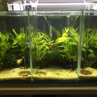 aquariophile Rony33260