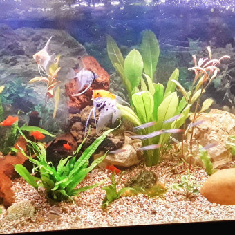 aquariophile stefmcl88