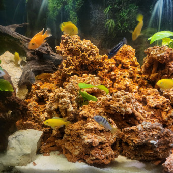 aquariophile Channa95