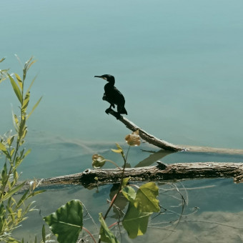 aquariophile Destiny