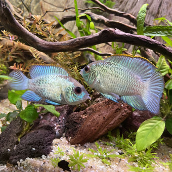 aquariophile Edmon