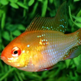 aquariophile Surmin-Henry