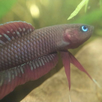 aquariophile Robb