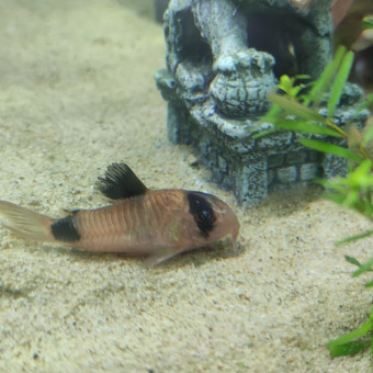 aquariophile Lizuca