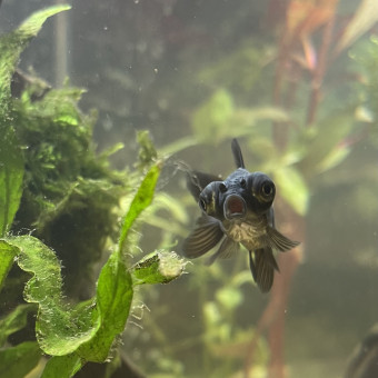 aquariophile Walden2201