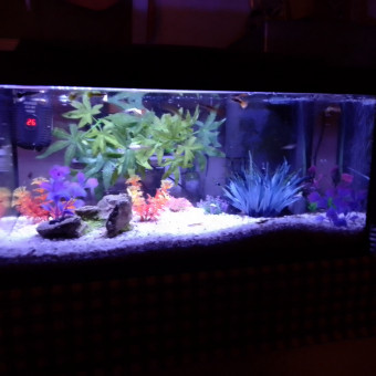 aquariophile Gregory32160