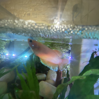 aquariophile tbnt9