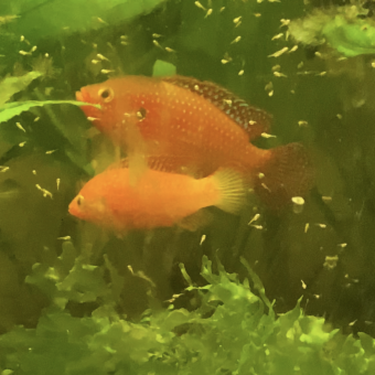 aquariophile shannon-brayan