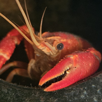 aquariophile Lolote