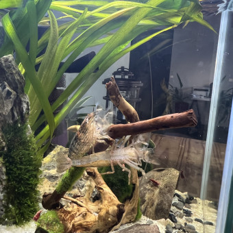 aquariophile Lecompte