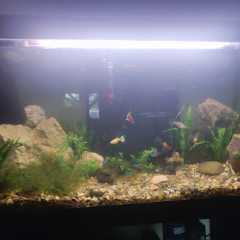 aquariophile Gladys47