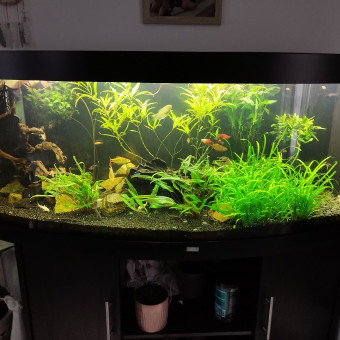 aquariophile Crevettedu21