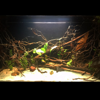 aquariophile Faustrael