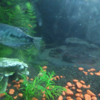 aquariophile Ninacyril