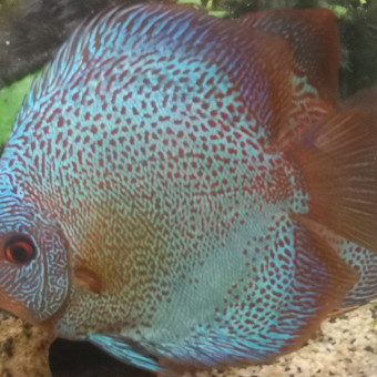 aquariophile Crystal