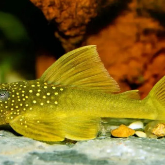 aquariophile Erwan49230