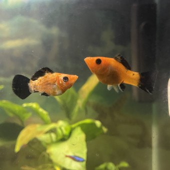 aquariophile Staduch