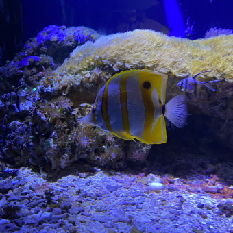 aquariophile BIKETTEMAN