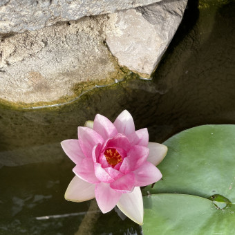 aquariophile Mamax09