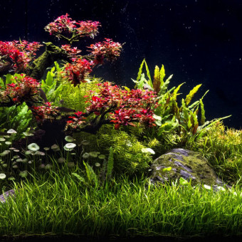 aquariophile Lol84