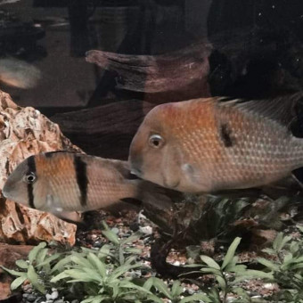 aquariophile Lucifer78