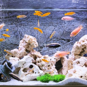 aquariophile gueultemirian