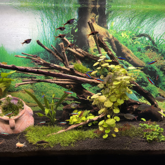 aquariophile David34