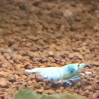 aquariophile Aquatrip