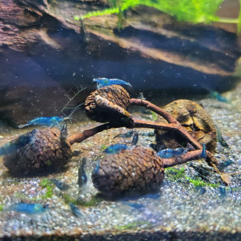 aquariophile Loloboud