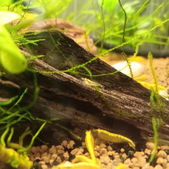aquariophile AFAFLV