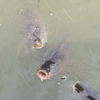 aquariophile Adelasagne