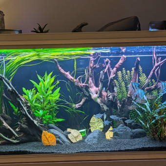 aquariophile Julien38000