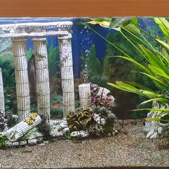aquariophile Bertyc49