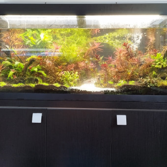 aquariophile gazier