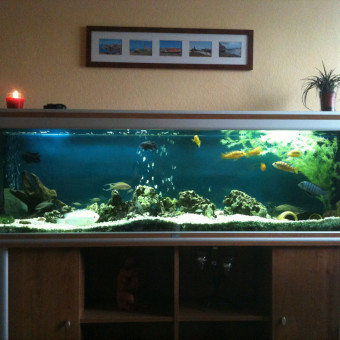 aquariophile Malawi91