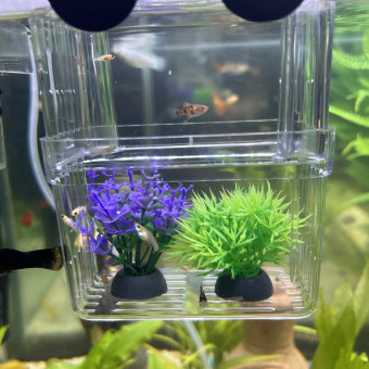aquariophile Nouna83