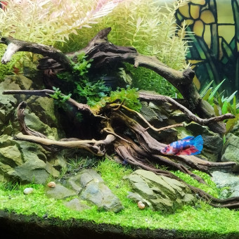 aquariophile BubbaShrimp