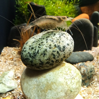 aquariophile Clafouti