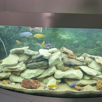 aquariophile Clemmalawi