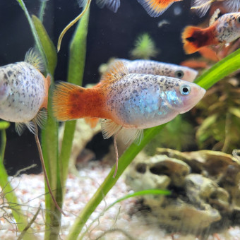 aquariophile Fab94110