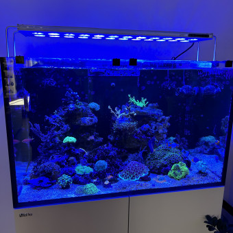aquariophile Romanoreef