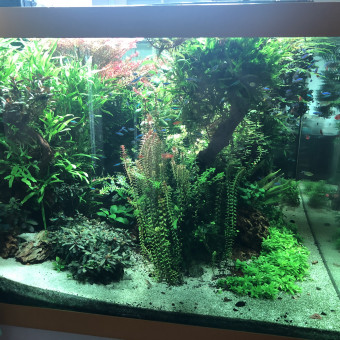 aquariophile Coralo