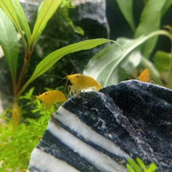 aquariophile Lolo88000