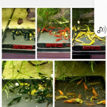 aquariophile Manceau