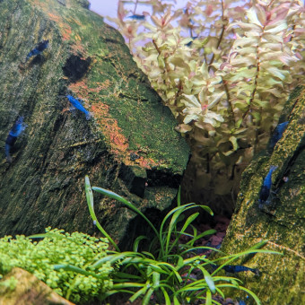 aquariophile jeremyN95