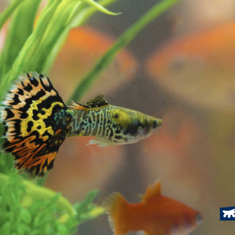 aquariophile Lolaalevins