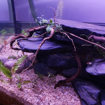 aquariophile Baylfr
